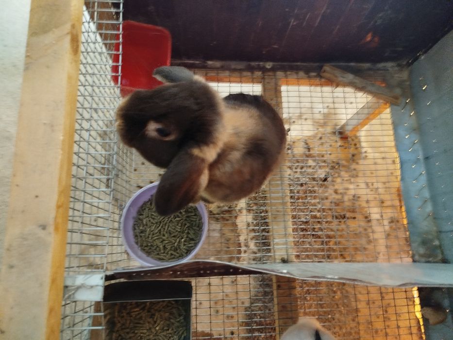 Quyon sotiladi har-hil paroda