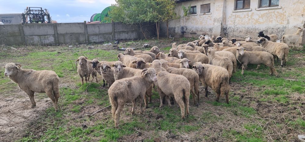 De vânzare 32 oi bune