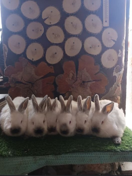 Vând pui californieni