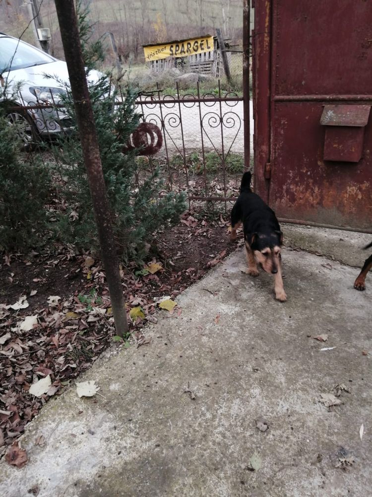 Caine pentru mistreti in varsta de 3 ani jagd terrier