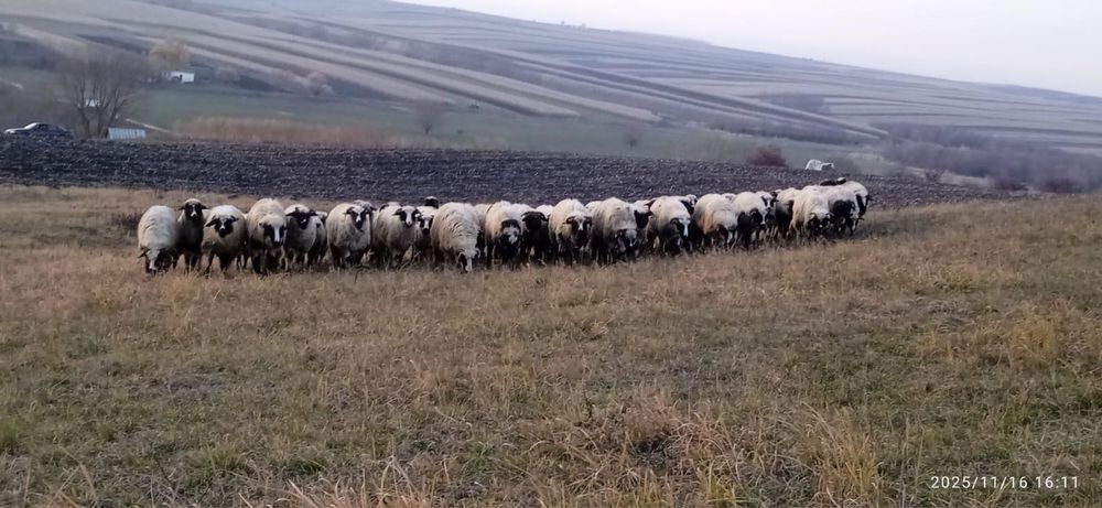 Vând 75 de mieluțe breze