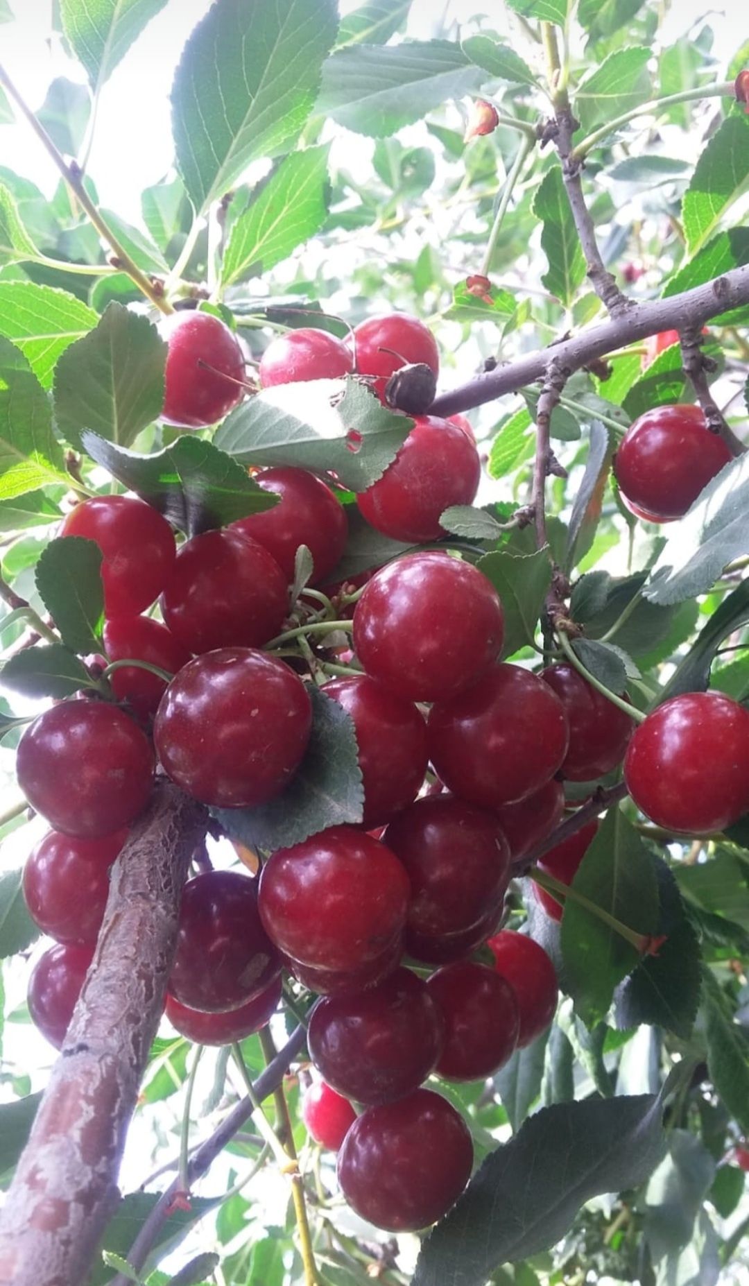 Вишня.продам вишню садовая