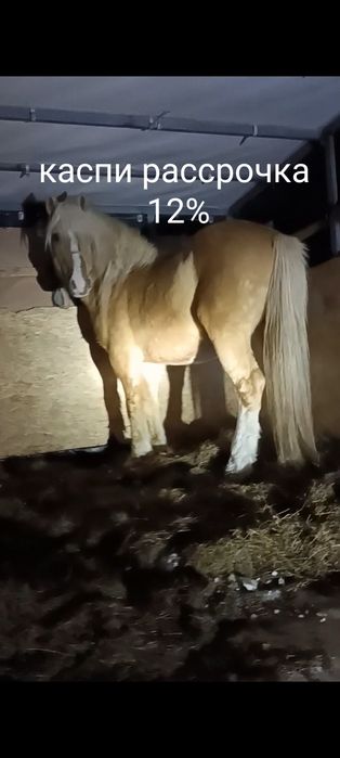 Семіз жабағы падсос жеребята