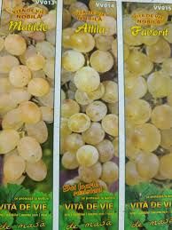 Vita de vie nobila alba de masa