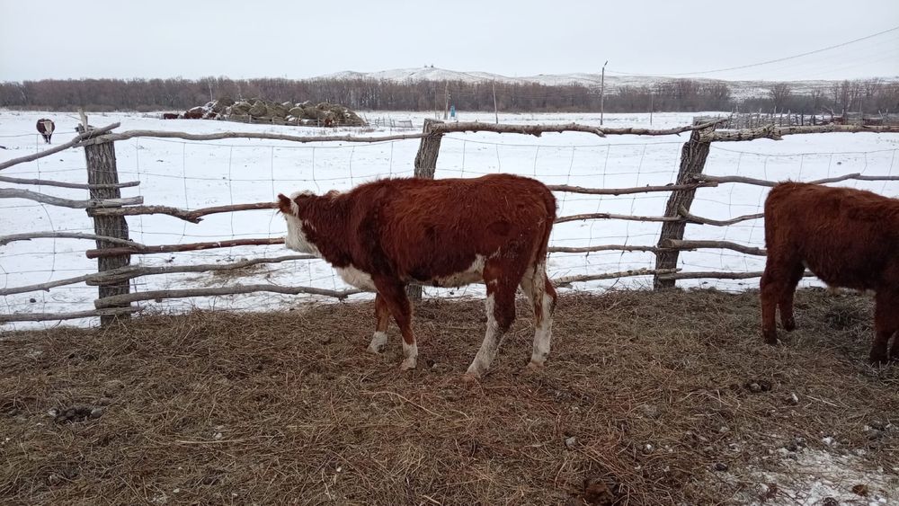 Соғымға ұрғашы ірі қара мал