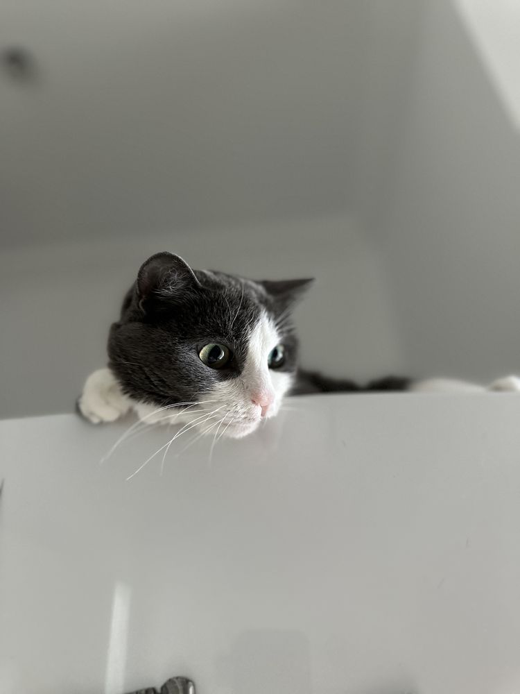 Кошечка ищет дом