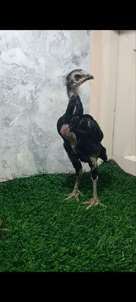 Dakan joja xoroz sotiladi