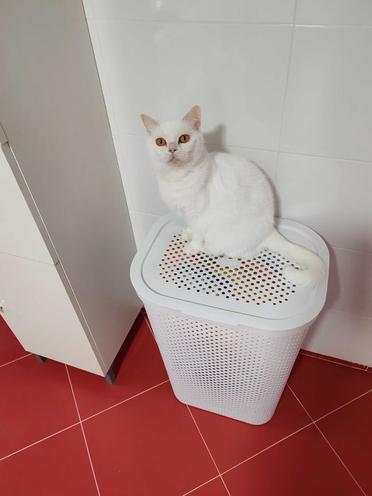 Pisica British White