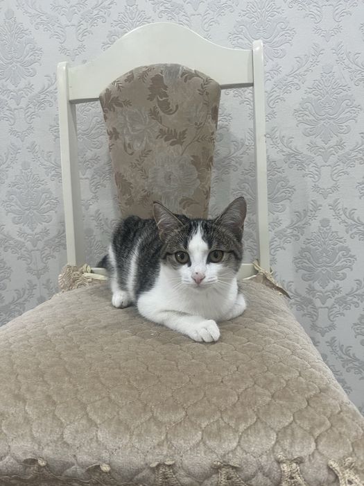 Отдам кошечку 3-4 месяца в хорошие руки