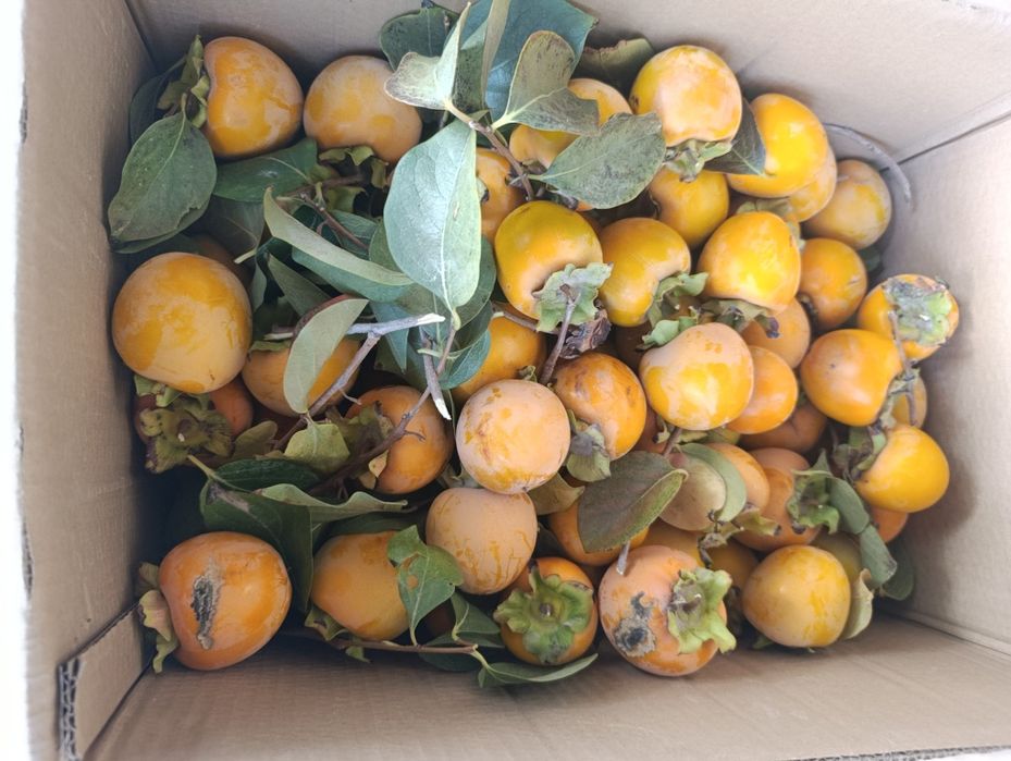 Хурма шоколадная