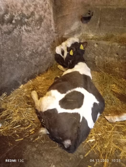 De vânzare doi vițe