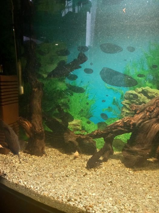 Pesti sanitari diferite specii