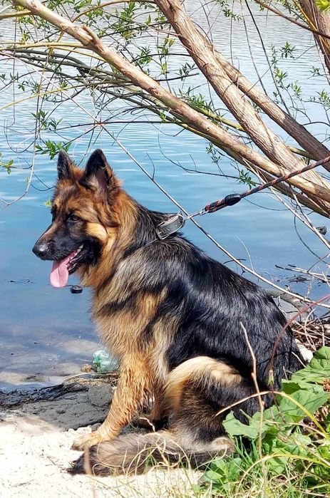 Свободни бебета чакат своите любящи стопани на 2,5м