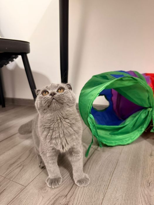 British Shorthair Blue