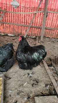 Oua Orpington negru pentru incubat