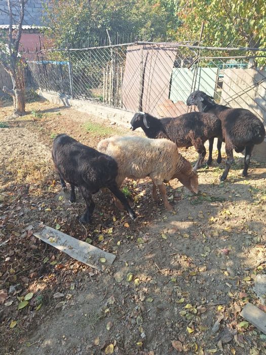 Қой еті | жас ет