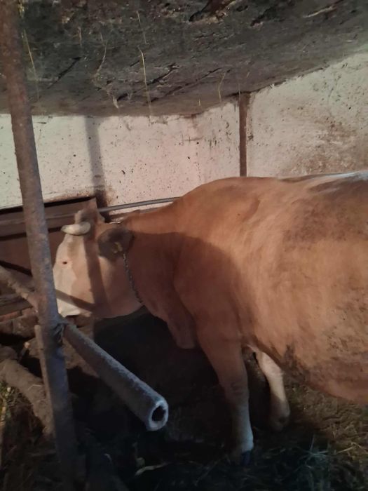 VAND VACA Gestanta in 8 luni