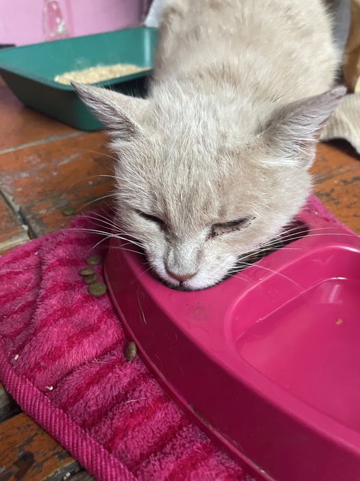 Котёнок в добрые руки!