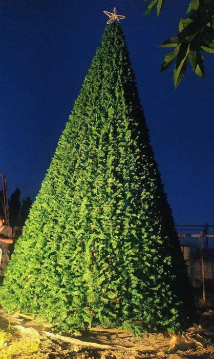 Президентские ёлки от 5 метров да 40 метров