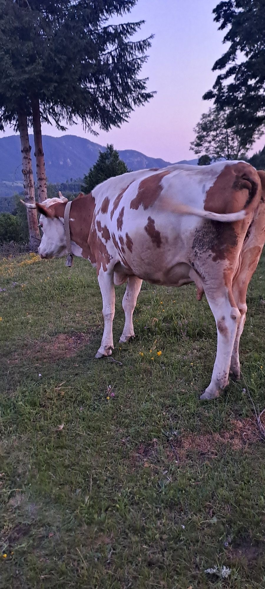 Vând vacă în vârstă de 8 ani