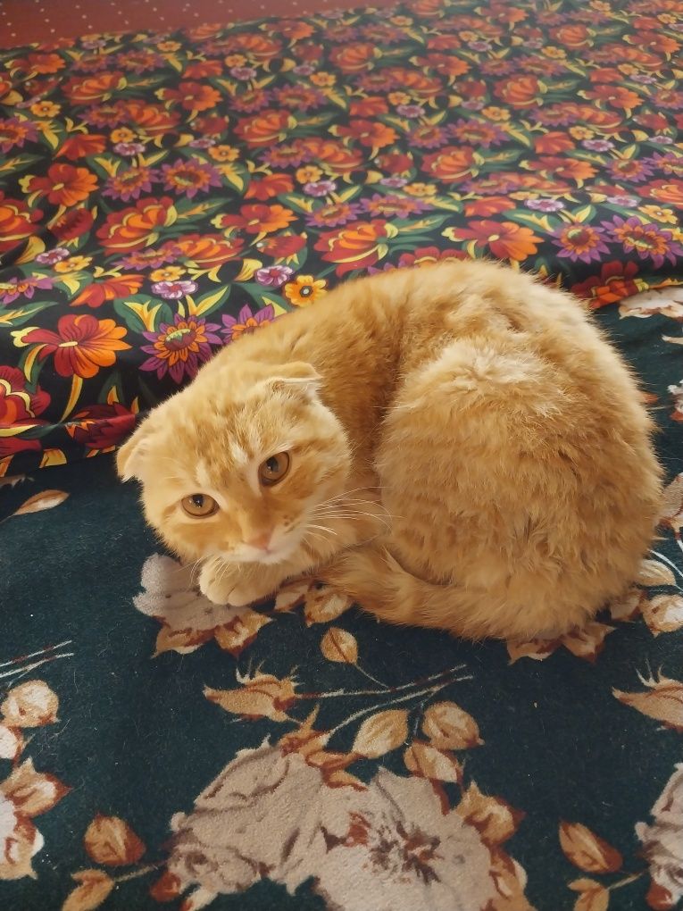 Shotland Scottish Fold mushugi