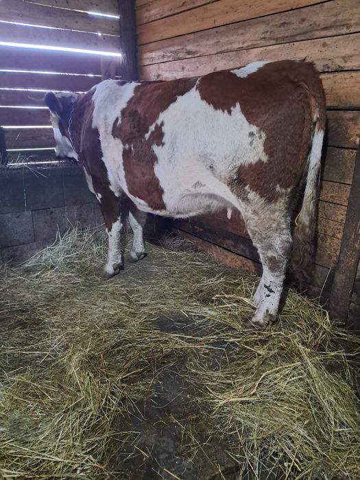 Vând vacă de 3 ani gestantă de 9luni