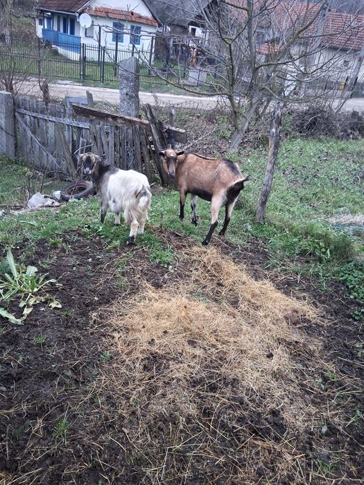 Vând 2 capre și 3 iede