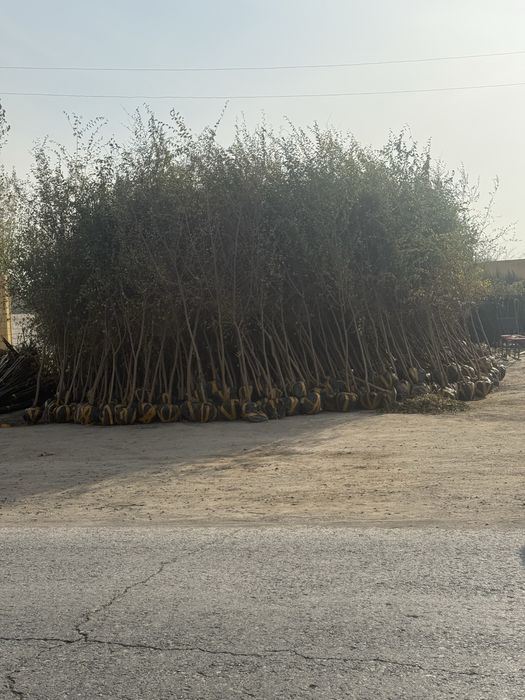 Dekorativni daraxtlar