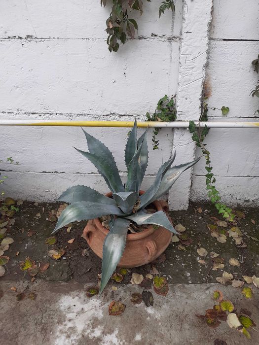 De vanzare două plante cycas cu glastra si inaltimea de 1.5metri