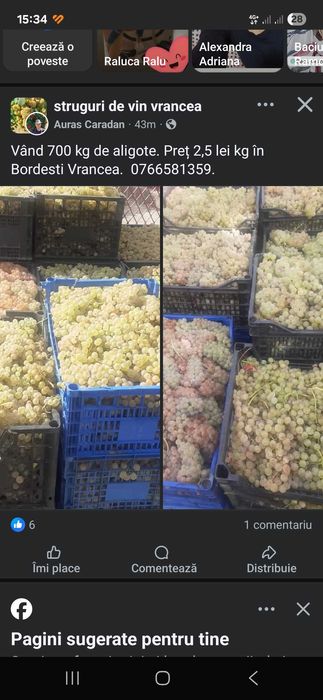 Struguri pentru vin