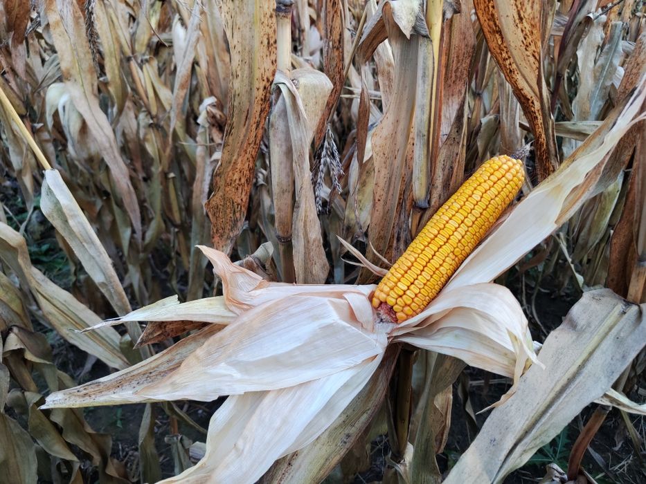 Vand porumb stiulete