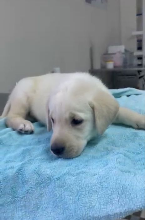 Лабрадор ретривер щенок