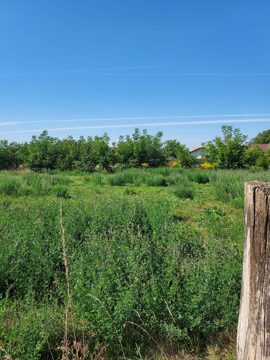 Vând teren intravilan Stupini cu certificat de urbanism de informare