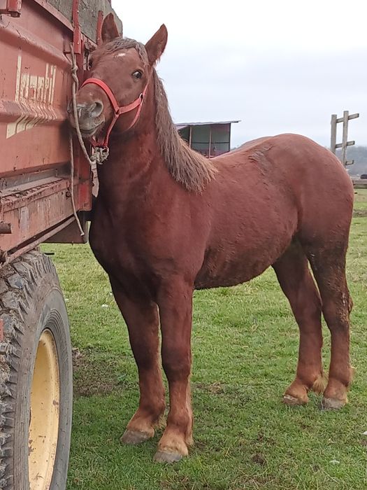 Vad manz smigreu de un an