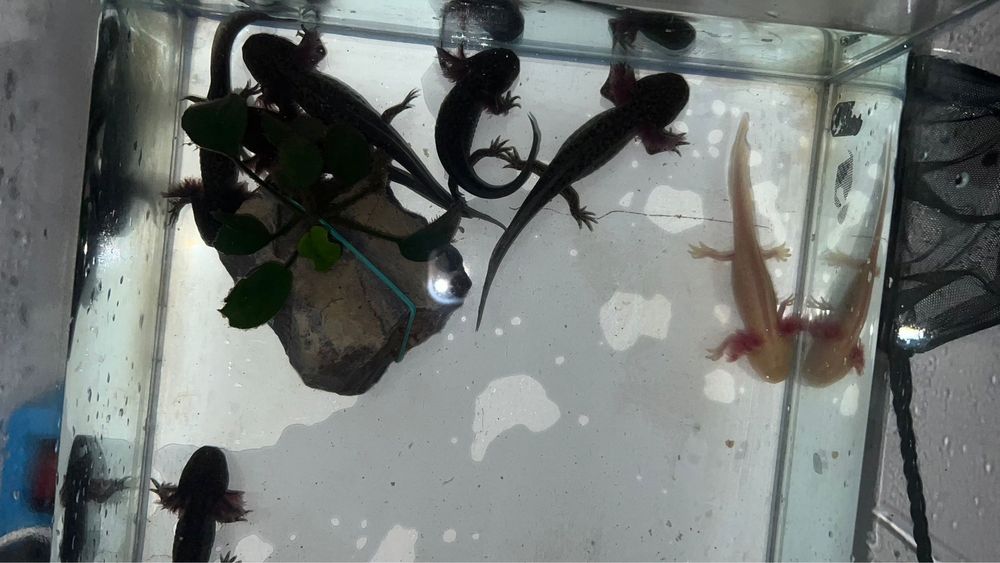 Pui de axolotl de vânzare – sănătoși, activi și bine îngrijiți