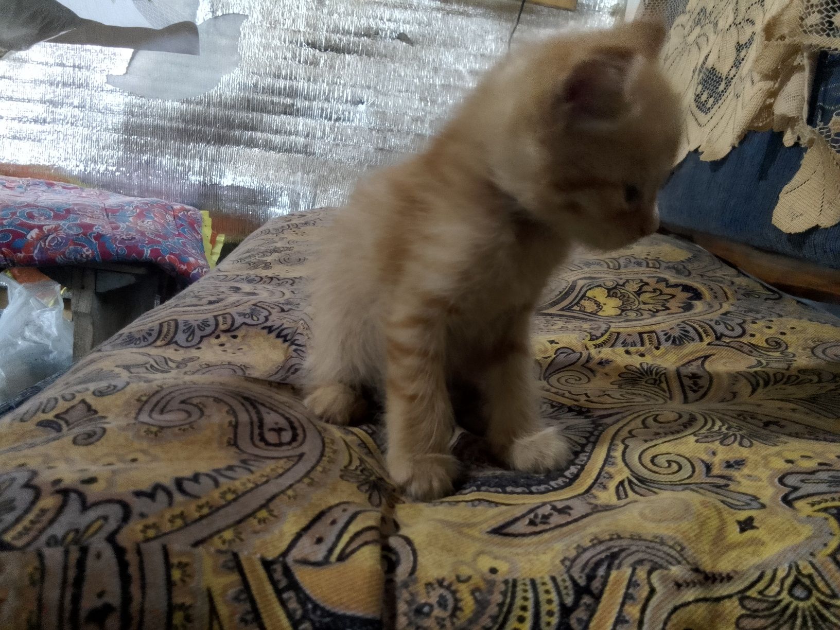 1 oylik mushuklar