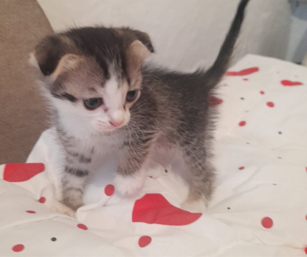 котятта ищут дом