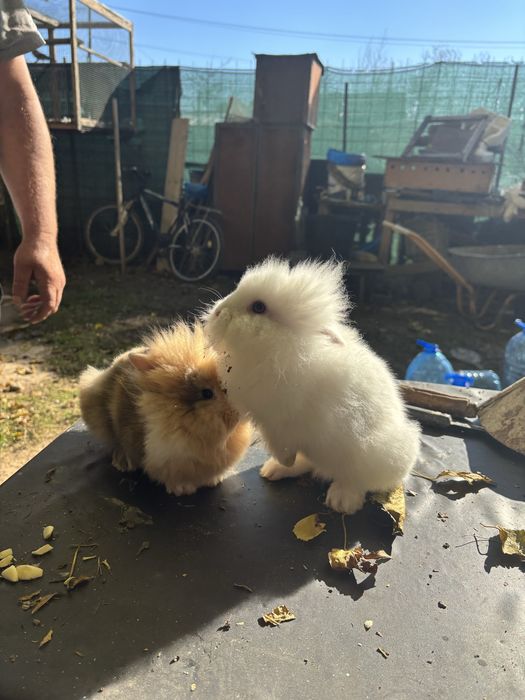 Iepurasi pitici cap de leu