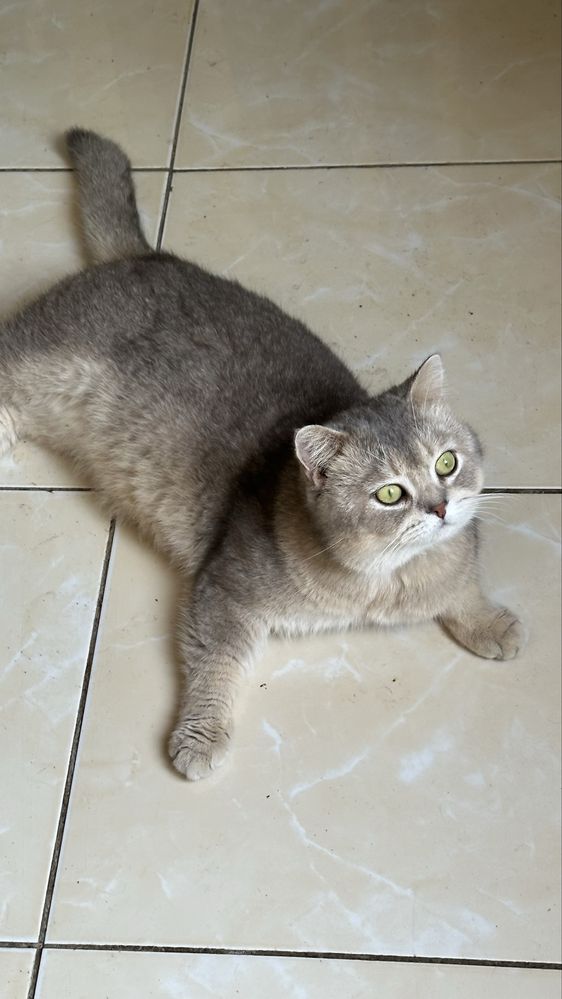 Британский шиншилла котик