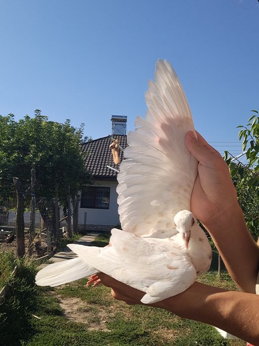 Porumbei Voiajori Masculi