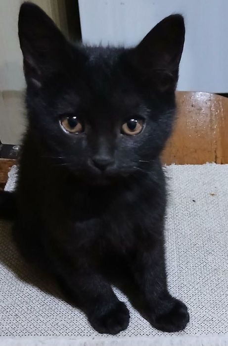 Отдадим в хорошие руки