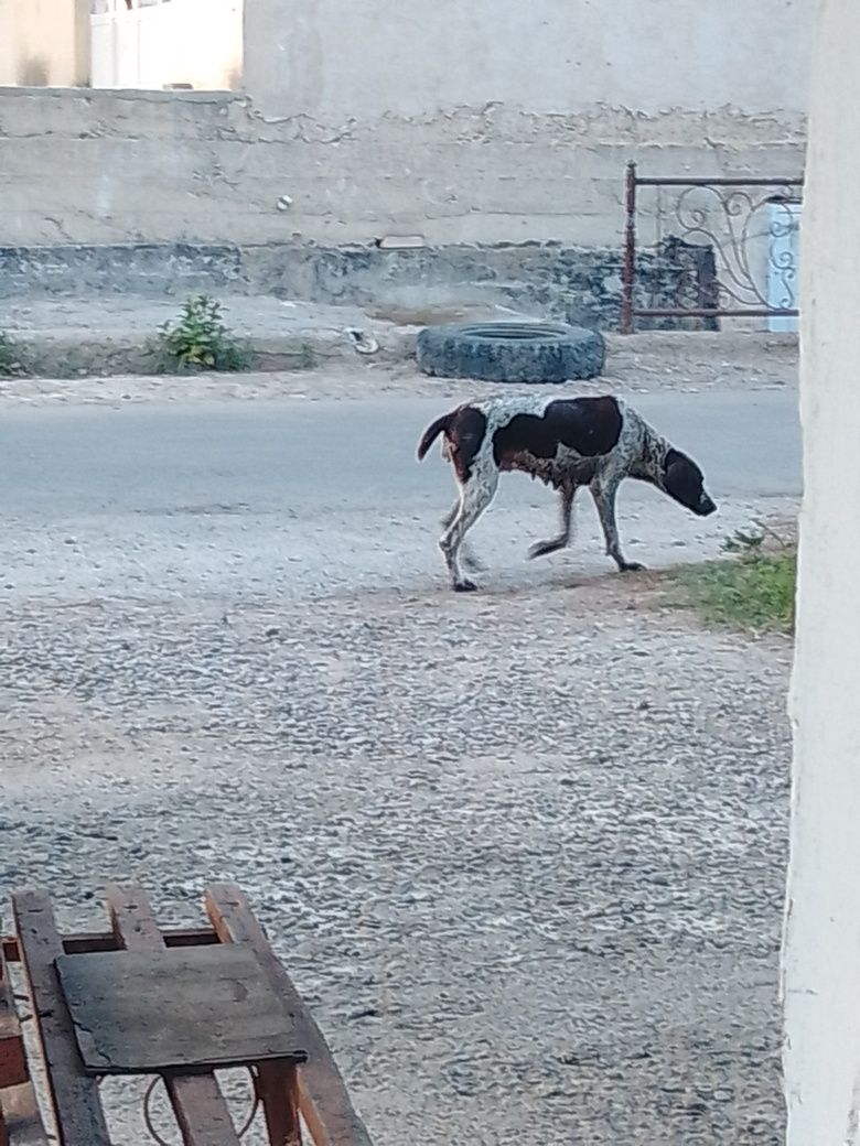 Ovchi itlar sotiladi