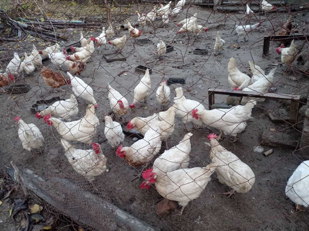 Sendi parodali Tovuqlar