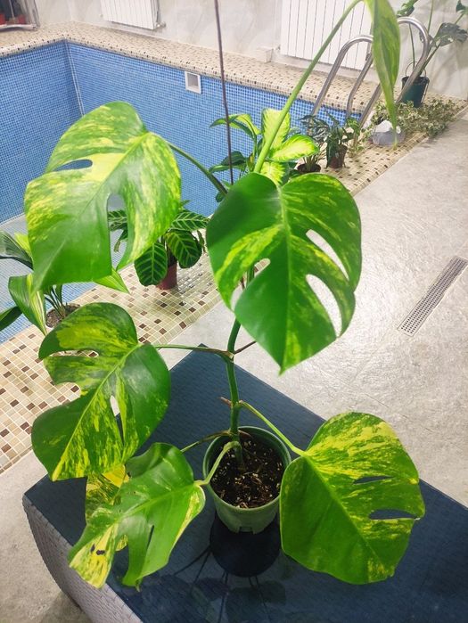 Monstera deliciosa aurea variegata