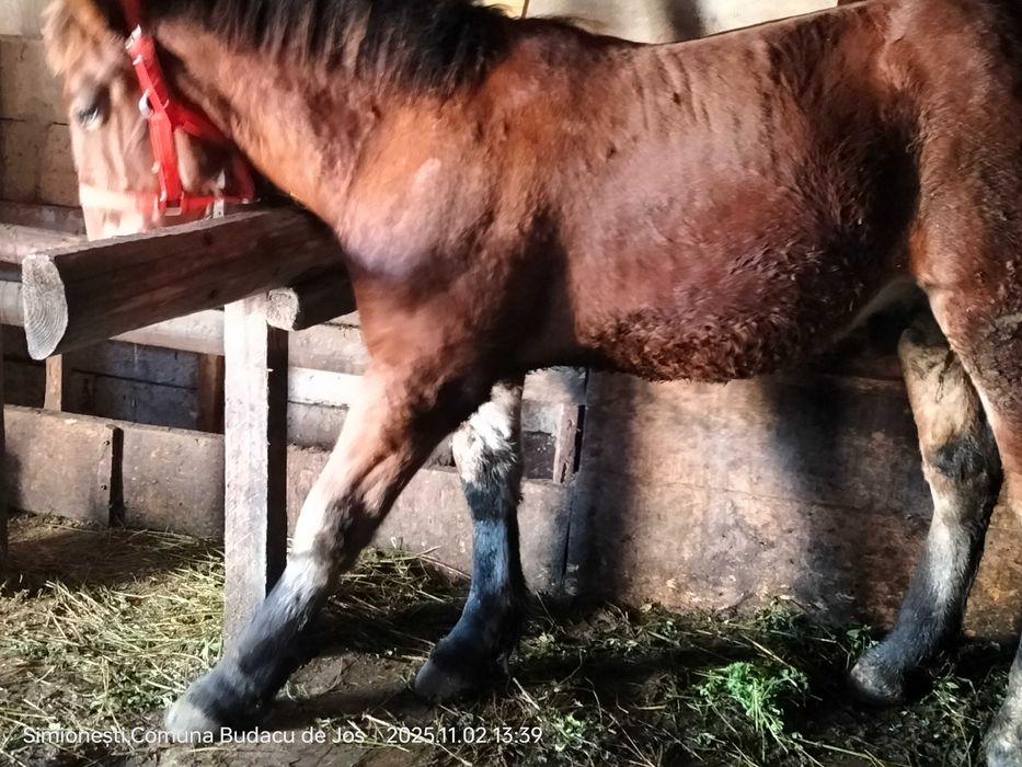 Mânz frumos de vânzare