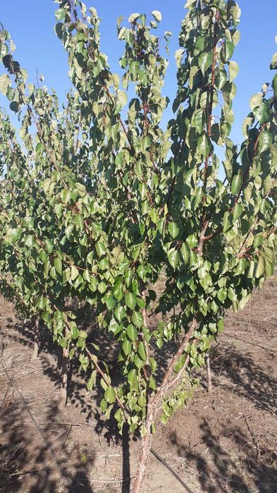 Taieri pomi fructiferi/vita de vie/plante ornamentale/tratamente fito