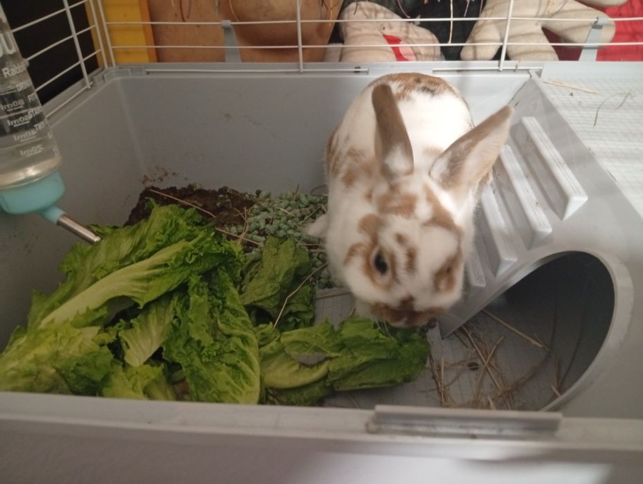Животные кролик декоротивный