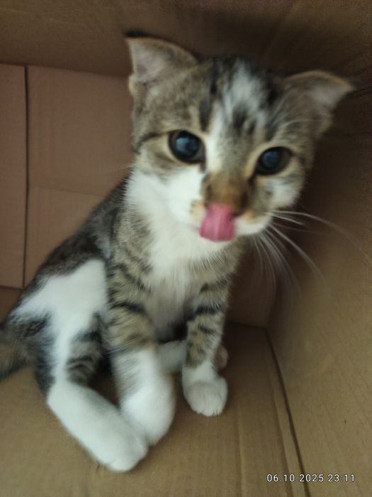 Котенок, отдаем добрым людям