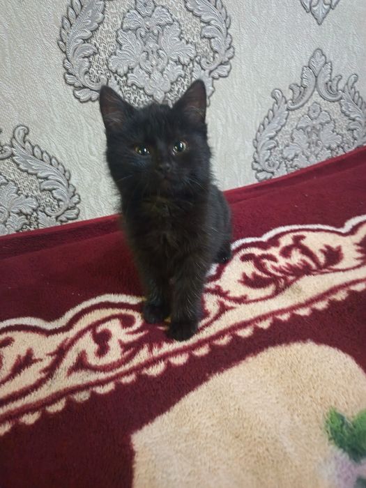 Домашная приятная кошка