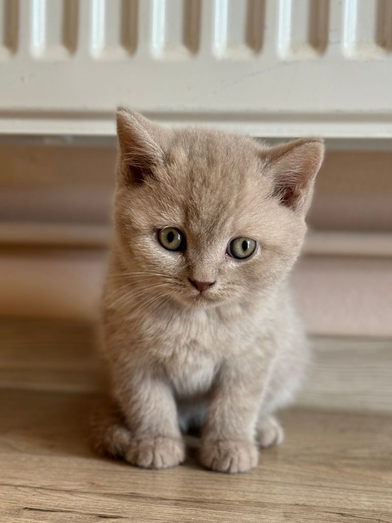 Pisicute  British Shorthair